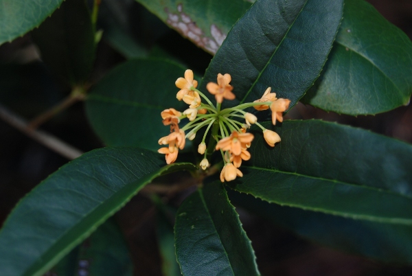 Orange Fragrant Olive 'Apricot Echo'