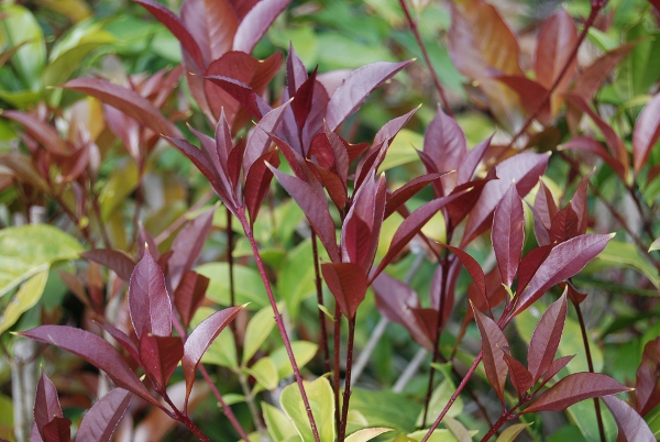 Orange Fragrant Olive 'Apricot Echo' new foliage