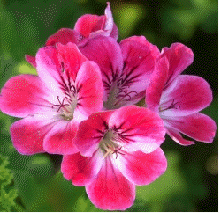 Apricot Scented Geranium flowers