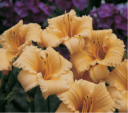 Daylily 'Apricot Sparkles'