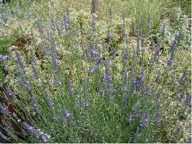 Lavender x intermedia 'Arabian Night' - a cross between French and English lavender