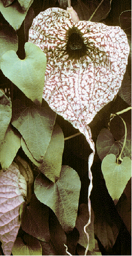 Aristolochia grandiflora