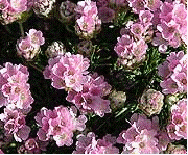 Armeria juniperifolia