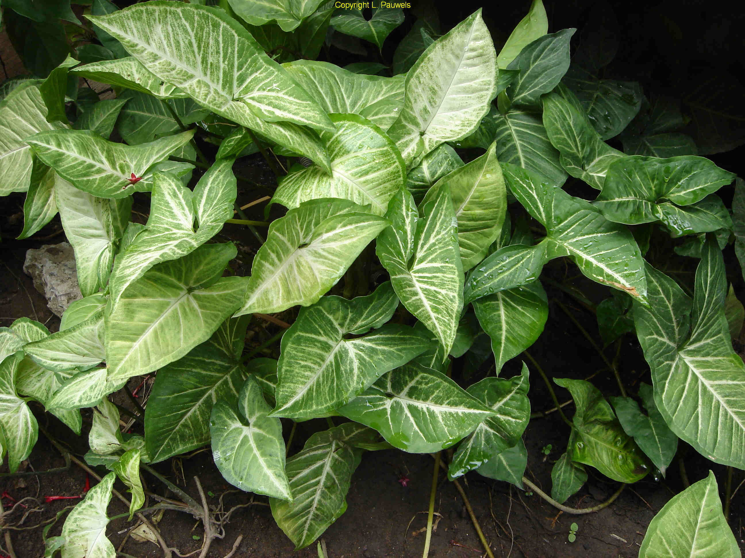 Arrowhead Vine