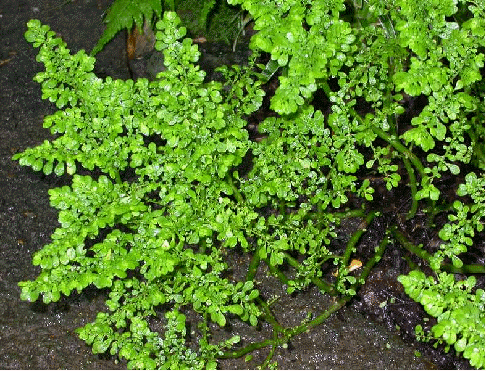 Artillery Fern, also called Artillery plant