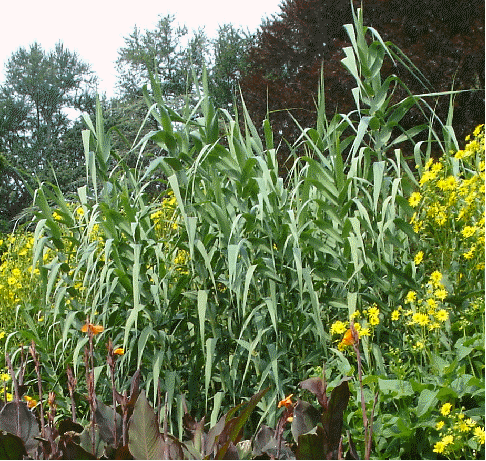 Arundo donax