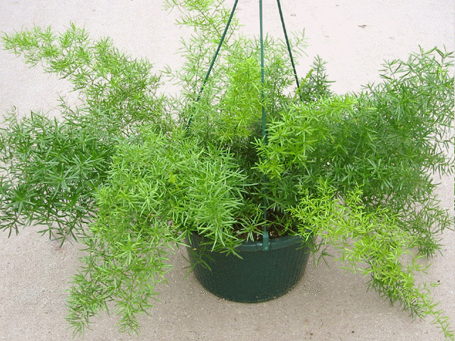 Asparagus fern, Asparagus densiflorus 'Sprengeri'