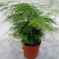 Asparagus fern, Asparagus setaceus