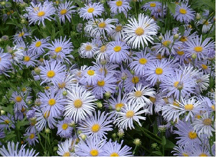 Aster frikartii 'Moench'