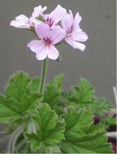 Attar of Roses Scented Geranium, Pelargonium capitatum 'Attar of Roses'