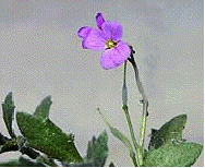 Aubrieta 'Royal Blue
