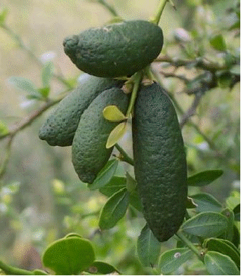 Australian Finger Lime