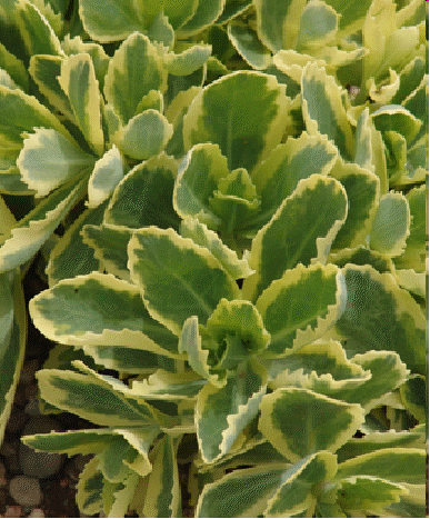 Sedum 'Autumn Charm'