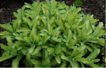Sedum 'Autumn Delight'