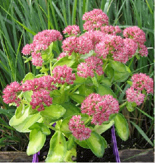 Sedum 'Autumn Delight' flowers