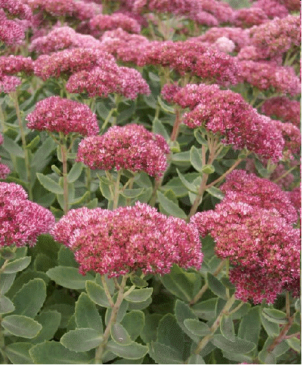 Sedum 'Autumn Fire'