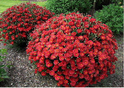 Dendranthema My Favorite 'Autumn Red'