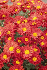 Dendranthema My Favorite 'Autumn Red'