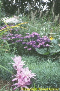 Colchicum 'Waterlily' with autumn flowers