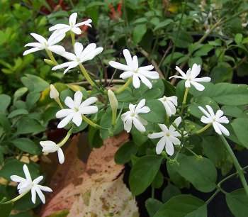 Azores jasmine