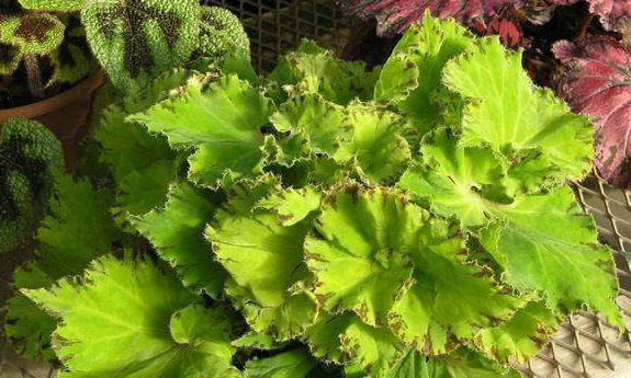 Begonia 'Baby Dress'