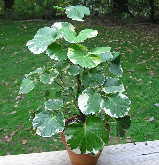 Balfour Aralia