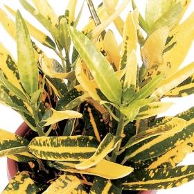 Banana croton