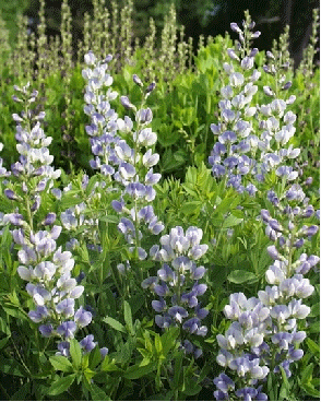 Baptisia 'Starlite Prairieblues'