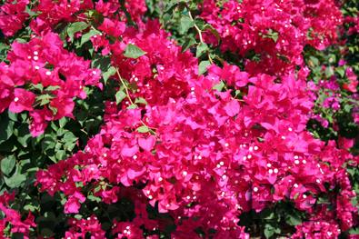 Bougainvillea 'Barbara Karst'