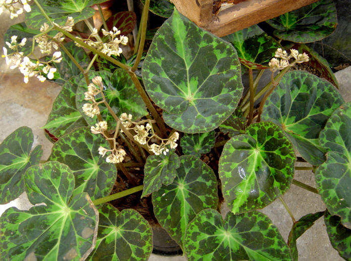 Begonia barsalouxiae