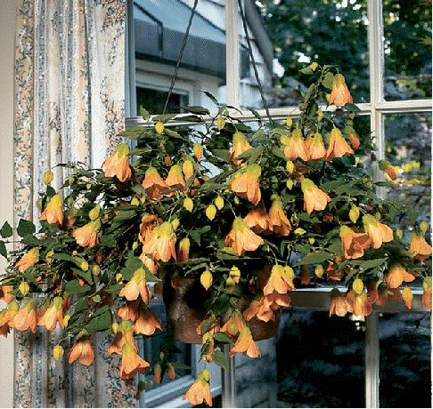 Flowering Maple 'Bartley Schwartz' (Abutilon 'Bartley Schwartz')