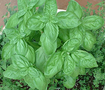 Basil