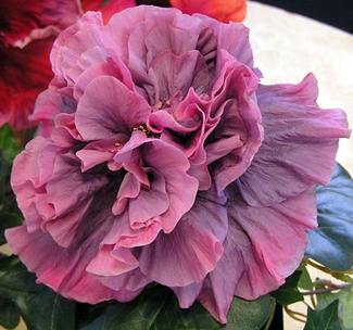 Hibiscus 'Bayou Rose'