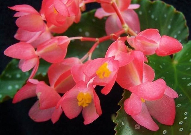 Begonia 'Bubbles' flowers