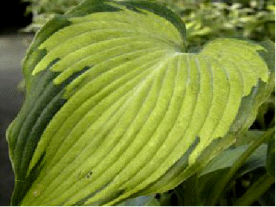 Hosta 'Beckoning'
