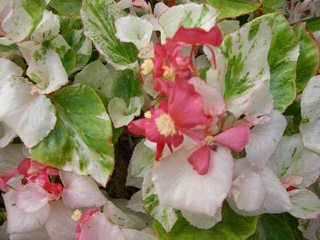 Begonia 'Calla Lily'