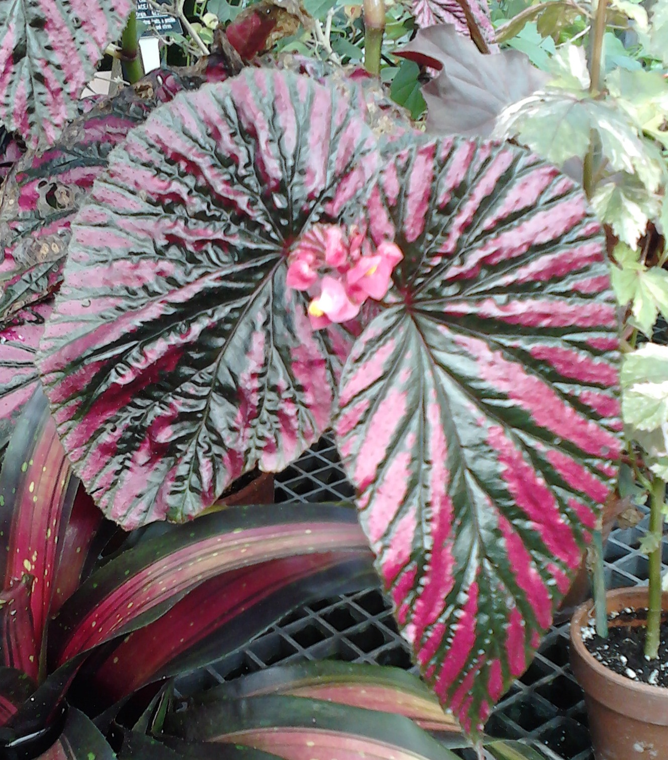 Begonia 'Edinburgh'