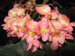 Begonia 'Elaine'