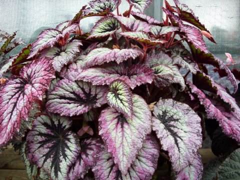Begonia 'Fireworks'
