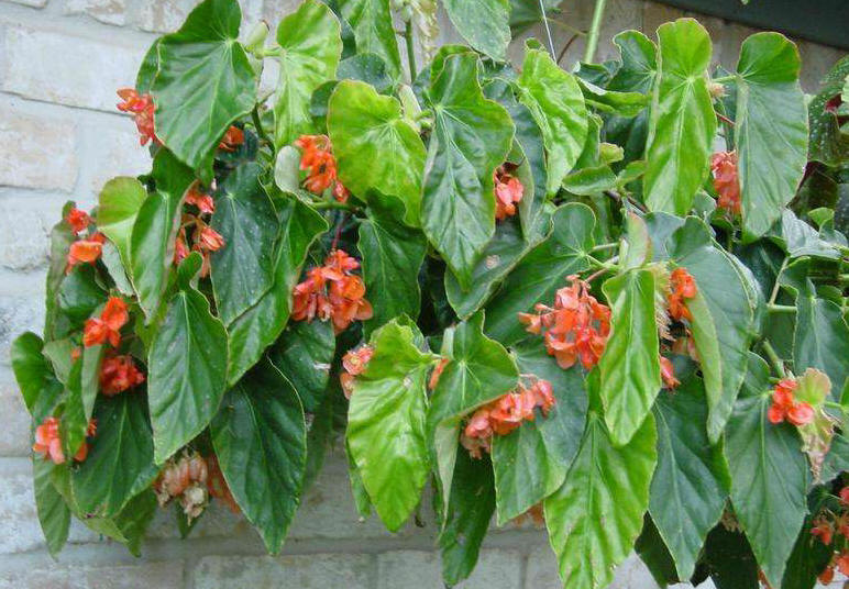 Begonia 'Orange Rubra'