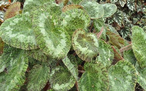 Begonia sizemoreae