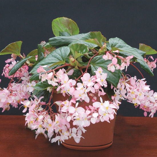 Begonia 'Tea Rose'