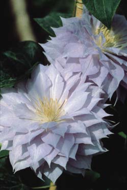 Clematis 'Belle of Woking'