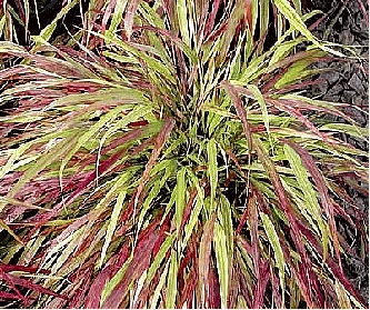 Hakonechloa 'Beni Kaze'