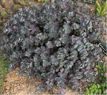 Sedum 'Bertram Anderson'