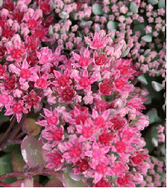 Sedum 'Bertram Anderson' flowers