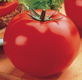 Tomato 'Big Beef'