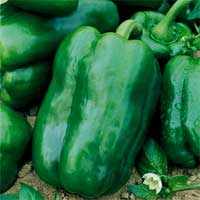Pepper 'Big Bertha'