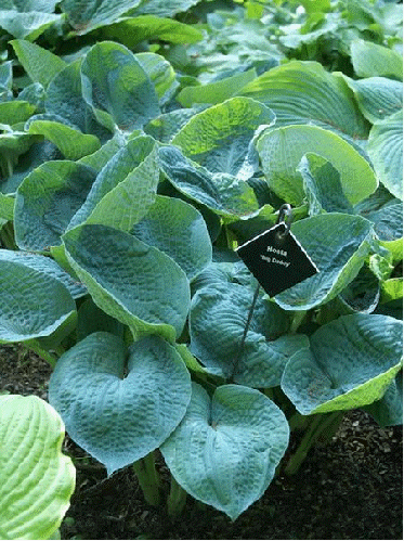 Hosta 'Big Daddy'