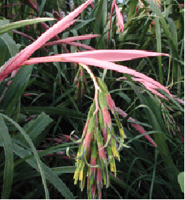 Billbergia